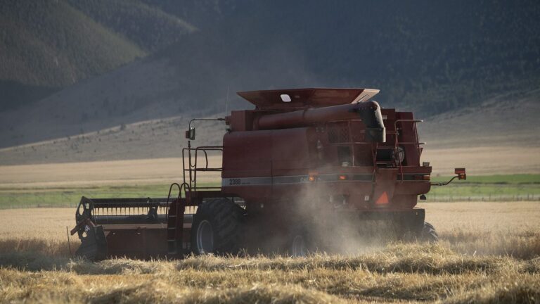 Wheat harvest at P&J Ranches where Producer Steve Burke (black baseball cap) and other landowners use water from the Ruby Reservoir at the base of the
