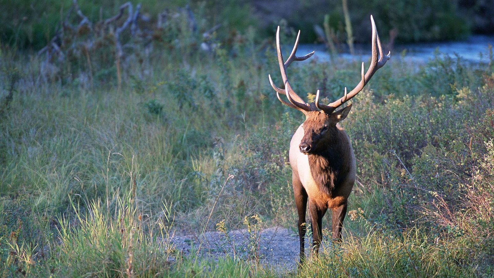 Image title: Bull elk stands in a montana meadow Image from Public domain images website, http://www.public-domain-image.com/full-image/fauna-animals-