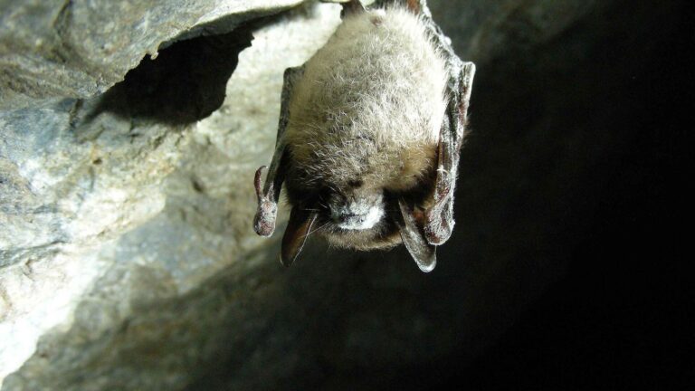 A little brown bat hanging from the ceiling of a cave