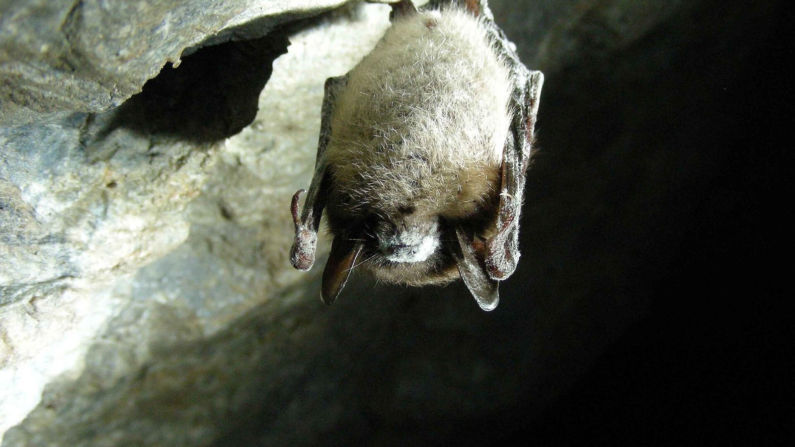 A little brown bat hanging from the ceiling of a cave